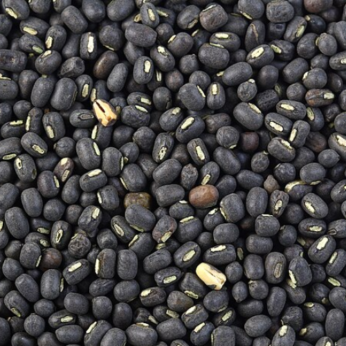 Pulses Black gram exports from India – Premium Urad Dal bulk supply