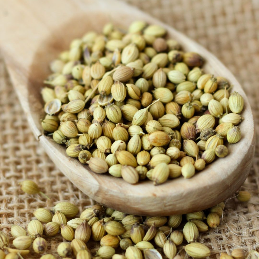 indian coriander seeds exporter | premium dhaniya supplier indian coriander seeds exporter | premium dhaniya supplier