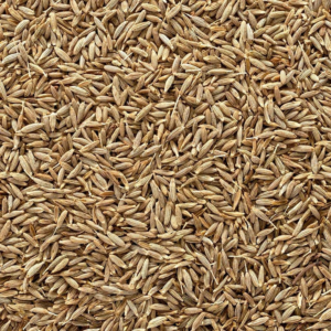 cumin seeds export from India