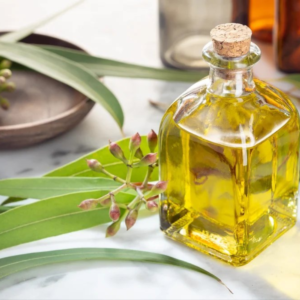 Essential oils Eucalyptus oil exports from India – Premium Eucalyptus globulus oil