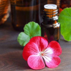Essential oils Geranium oil exports from India – Premium Pelargonium graveolens oil