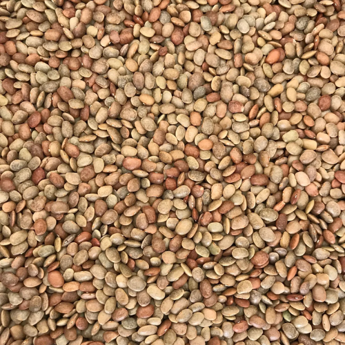 Pulses Horse gram exports from India – Premium Kulthi bulk supplier