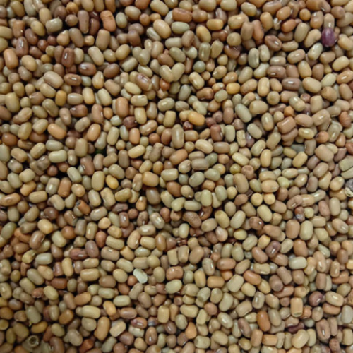 Pulses Moth beans exports from India – Premium Matki bulk supplier