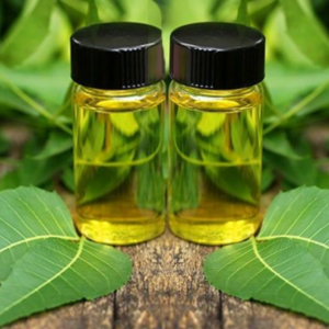 Essential oils Neem oil exports from India – Premium Azadirachta indica oil
