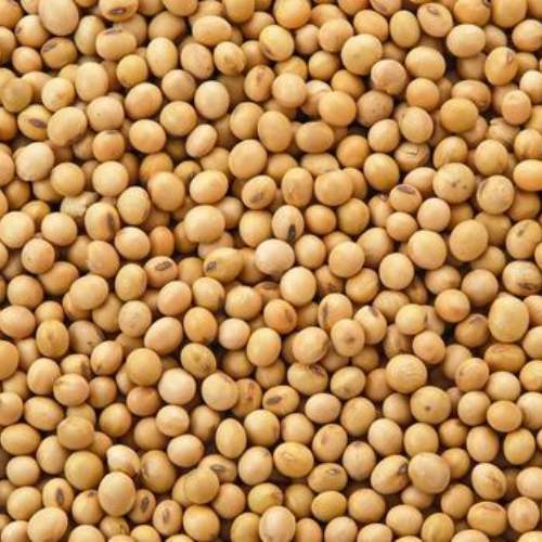 Pulses Soybeans exports from India – Premium Soya Bean bulk supply