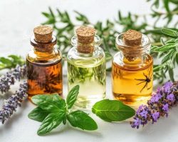 basil, lavender, rosemary, mint, and lemongrass are plants that help keep spiders, ants, flies, and mosquitoes out of the house stock photo